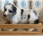 Small #10 Shetland Sheepdog