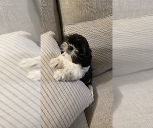 Shih Tzu Puppy for sale in XENIA, OH, USA