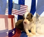 Small #1 Australian Shepherd