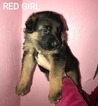 Small Photo #7 German Shepherd Dog Puppy For Sale in AZALEA, OR, USA