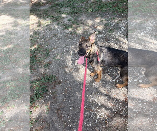 Medium Photo #2 German Shepherd Dog Puppy For Sale in Rowlett, TX, USA