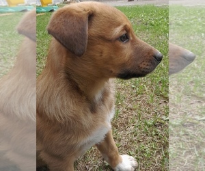 Australian Shepherd-Belgian Malinois Mix Puppy for sale in WASILLA, AK, USA