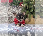 Small Photo #4 Chihuahua Puppy For Sale in KIRKWOOD, PA, USA