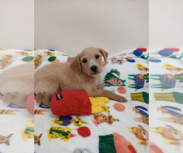 Medium Photo #1 Chihuahua-Unknown Mix Puppy For Sale in York, SC, USA