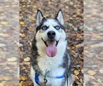 Small #1 Siberian Husky