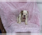 Small Photo #6 English Bulldog Puppy For Sale in BOSTON, MA, USA