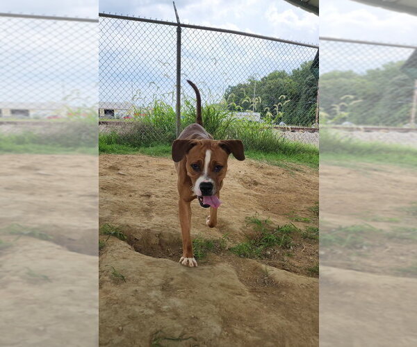 Medium Photo #7 Boxer-Unknown Mix Puppy For Sale in Evansville, IN, USA
