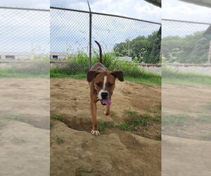 Buckeye - Male Boxer-Unknown Mix Dog for Adoption - Photo #7