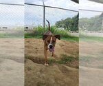 Small #6 Boxer Mix