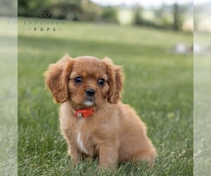 Cavalier King Charles Spaniel Puppy for sale in CHAMBERSBURG, PA, USA