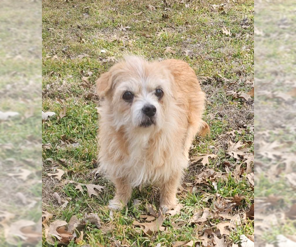 Medium Photo #3 Mutt Puppy For Sale in Cranston, RI, USA