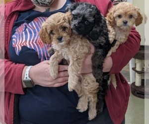 Cavapoo Puppy for sale in GILBERT, AZ, USA