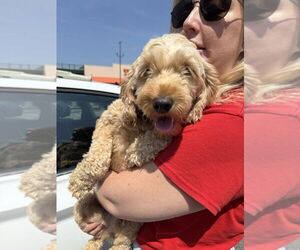 Mutt Dogs for adoption in Brooklyn, NY, USA