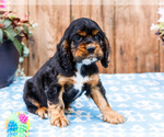 Puppy Logan Cocker Spaniel