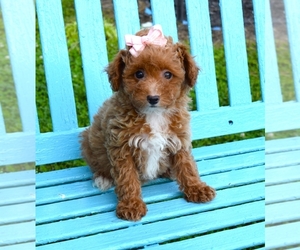 Poodle (Toy)-Yorkshire Terrier Mix Puppy for sale in BARNESVILLE, KS, USA