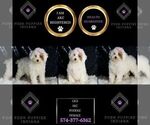 Small Photo #13 Poodle (Miniature) Puppy For Sale in WARSAW, IN, USA