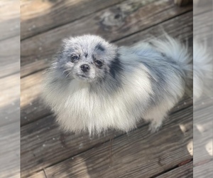 Pomeranian Puppy for sale in CASTLE HAYNE, NC, USA
