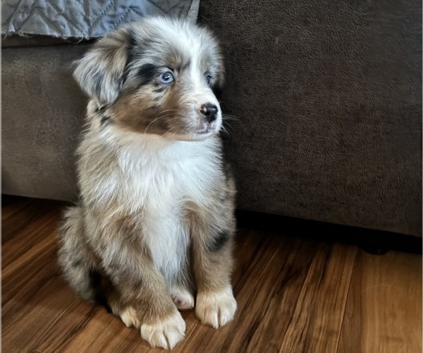 Medium Photo #2 Miniature American Shepherd Puppy For Sale in BEDFORD, IN, USA