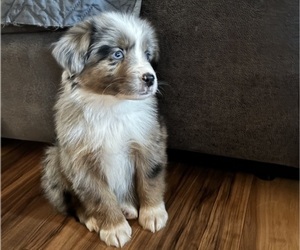 Medium Miniature American Shepherd