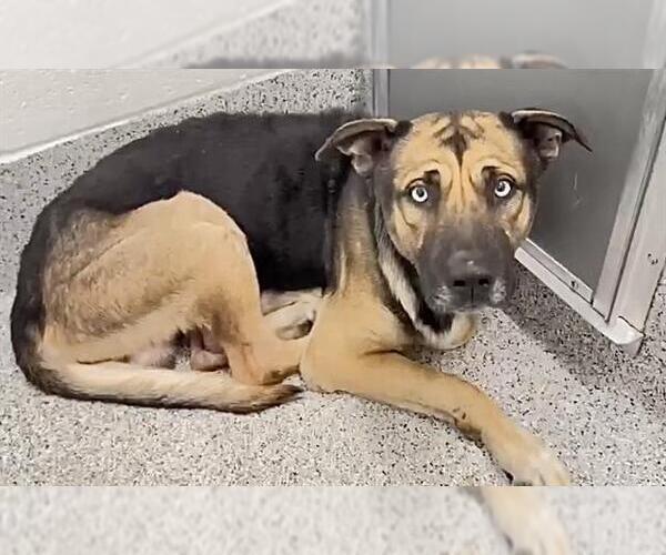Medium Photo #3 German Shepherd Dog-Unknown Mix Puppy For Sale in Houston, TX, USA