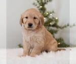 Small #2 Golden Retriever