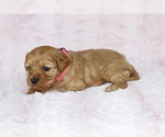 Small Photo #3 Cavapoo Puppy For Sale in HOMELAND, CA, USA