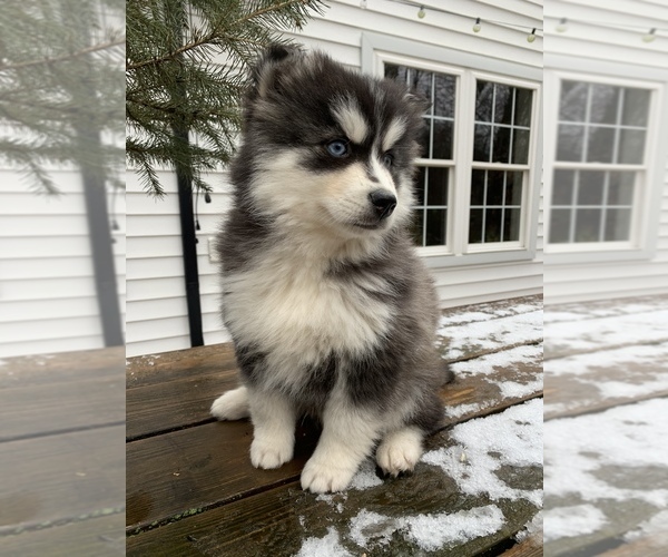 Medium Photo #1 Pomsky Puppy For Sale in MILLERSBURG, OH, USA