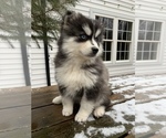 Small Photo #1 Pomsky Puppy For Sale in MILLERSBURG, OH, USA