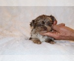 Small #6 Shih Tzu