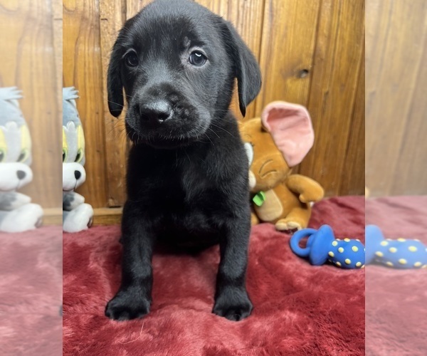 Medium Photo #9 Labrador Retriever Puppy For Sale in NEOLA, WV, USA