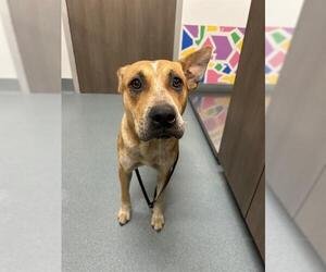 Labrador Retriever-Unknown Mix Dogs for adoption in Baytown, TX, USA