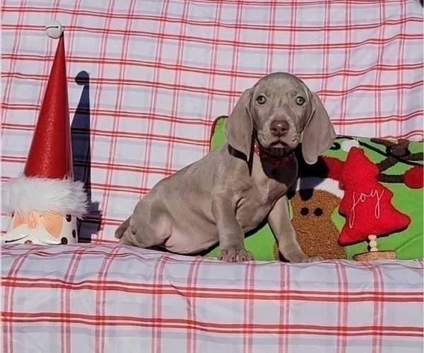 Medium Photo #16 Weimaraner Puppy For Sale in NEWCASTLE, OK, USA