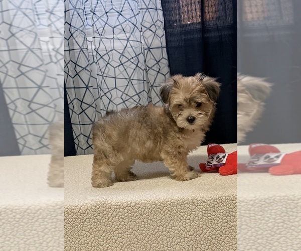 Medium Photo #1 Yorkshire Terrier Puppy For Sale in BENSON, NC, USA