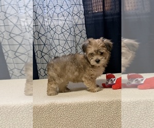 Yorkshire Terrier Puppy for sale in BENSON, NC, USA