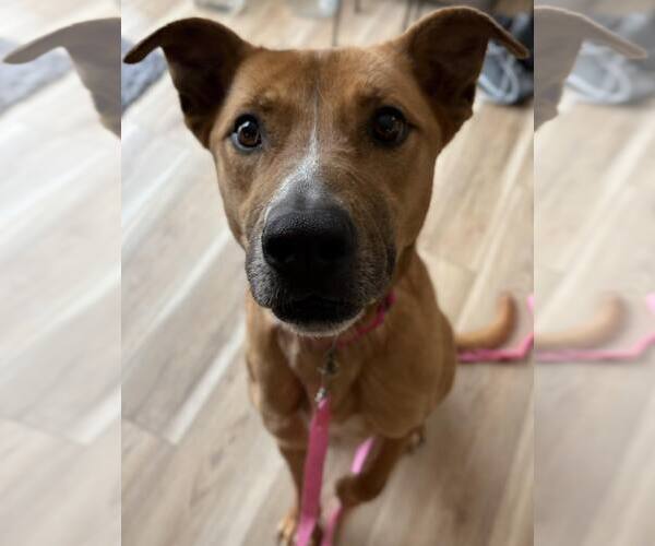 Medium Photo #1 Mutt Puppy For Sale in Woodbury, NY, USA