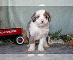 Small Photo #25 Bernedoodle (Miniature) Puppy For Sale in APPLE CREEK, OH, USA