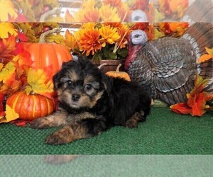 YorkiePoo Puppy for sale in CASSVILLE, MO, USA