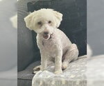 Small Photo #5 Poodle (Miniature)-Unknown Mix Puppy For Sale in Corona, CA, USA