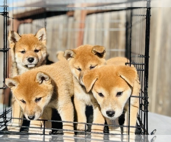 Medium Photo #15 Shiba Inu Puppy For Sale in FREMONT, CA, USA