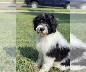 Portuguese Water Dog Puppy for sale in BALDWIN CITY, KS, USA