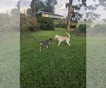 Small #9 Catahoula Leopard Dog Mix