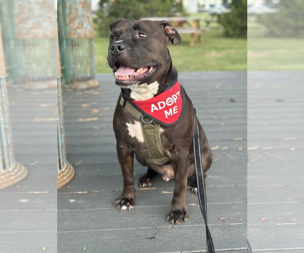 Medium Photo #3 Staffordshire Bull Terrier-Unknown Mix Puppy For Sale in Lockport, NY, USA