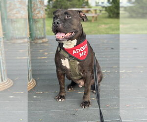 Wally - Male Staffordshire Bull Terrier-Unknown Mix Dog for Adoption - Photo #3