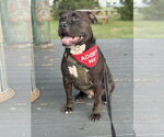 Small Photo #3 Staffordshire Bull Terrier-Unknown Mix Puppy For Sale in Lockport, NY, USA
