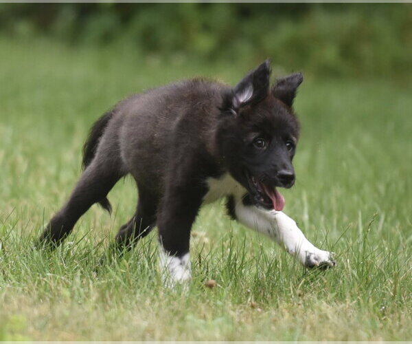 Medium Photo #7 Pyrenees Border Collie Puppy For Sale in Mechanicsburg, PA, USA