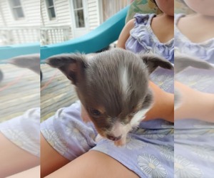 Chihuahua Puppy for sale in LOUISBURG, NC, USA