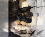 Image preview for Ad Listing. Nickname: Litter of 5