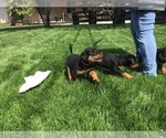 Small Photo #31 Rottweiler Puppy For Sale in OAK GLEN, CA, USA