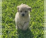 Puppy Cutie Pie  3 Bichpoo