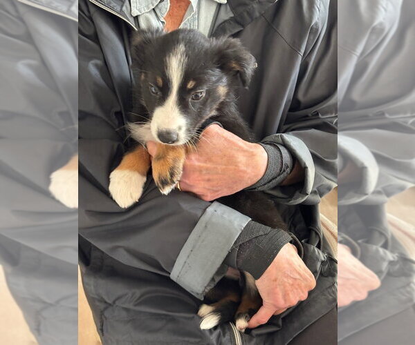 Medium Photo #2 Border Collie Puppy For Sale in Tenafly, NJ, USA